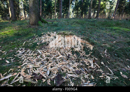 Schwarzspecht (Dryocopus Martius), gehackt Specht einen Baum Trumpf bei der Suche nach Insekten, Deutschland Stockfoto