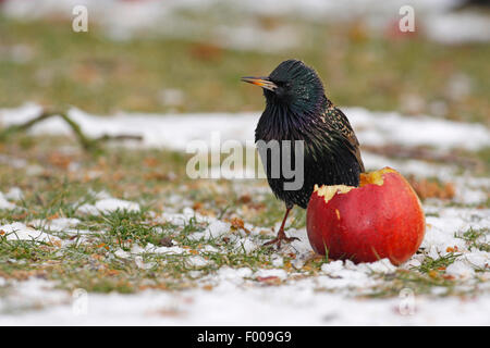 gemeinsamen Star (Sturnus Vulgaris), geputtet Apfel essen unten im Winter, Deutschland Stockfoto