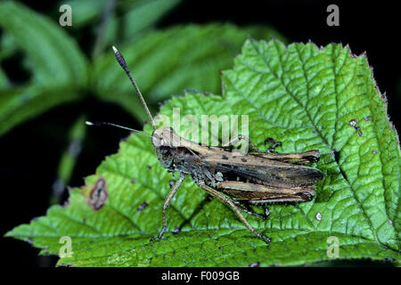 rufous Grasshopper (Gomphocerus Rufus, Gomphocerippus Rufus), Männchen auf einem Blatt, Deutschland Stockfoto