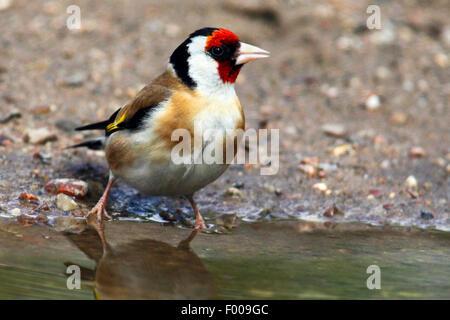 Eurasische Stieglitz (Zuchtjahr Zuchtjahr) in einer Brühe, Deutschland Stockfoto