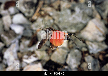 Rassel Grashüpfer (Psophus Stridulus, Acridium Stridulum), fliegen männlich, Deutschland Stockfoto