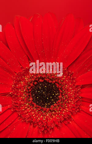 schöne rote Gerbera Blume, Nahaufnahme Stockfoto