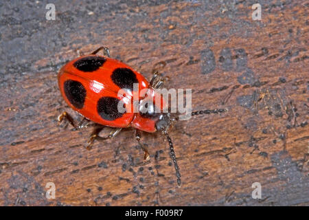 Scharlachrote Endomychus, falsche Marienkäfer (Endomychus Coccineus), sittin auf Holz, Deutschland Stockfoto