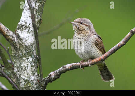 nördlichen Wendehals (Jynx Torquilla), auf einem Ast, Deutschland Stockfoto