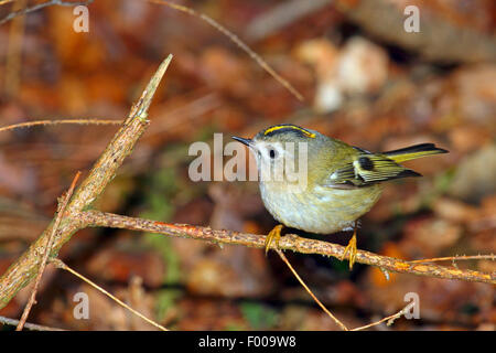 Wintergoldhähnchen (Regulus Regulus), Weibchen auf einem Zweig, Deutschland Stockfoto