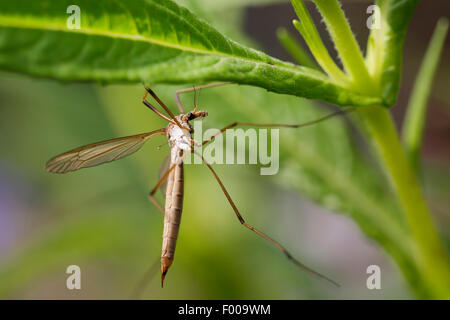 Kohl Schnake, braune Daddy Long Legs (Tipula Oleracea), weibliche Kohl Schnake an einem Stiel, Deutschland, Bayern Stockfoto