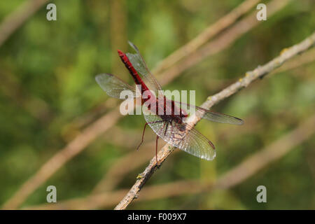 Landstreicher Sympetrum (Sympetrum Vulgatum), Männchen nähert, Deutschland, Bayern Stockfoto