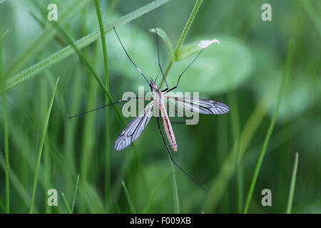 Kohl Schnake, braune Daddy Long Legs (Tipula Oleracea), Männlich, Deutschland, Bayern Stockfoto