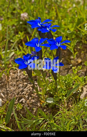 Bayerischer Enzian (Gentiana Bavarica), blühen, Deutschland Stockfoto