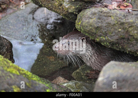 Europäischen Fischotter, europäischer Fischotter, eurasische Fischotter (Lutra Lutra), Fischotter, Blick aus Steinen, Deutschland, Bayern Stockfoto