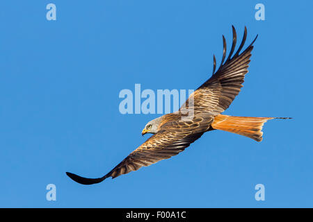 Rotmilan (Milvus Milvus), im Flug, Seitenansicht, Schweiz, Wallis Stockfoto