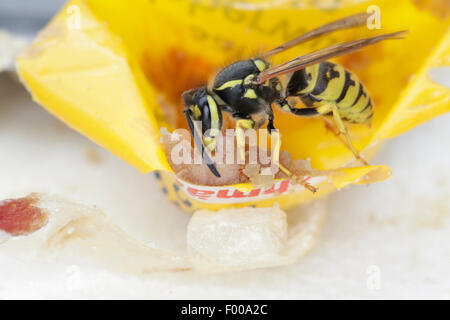 Deutsche Wespe (Vespula Germanica, Vespa Germanica, Paravespula Germanica), deutsche Wespe immer einige streichfähige Wurst-Rückstände, Deutschland, Bayern Stockfoto