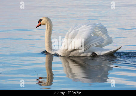 Höckerschwan (Cygnus Olor), Männlich, Deutschland, Bayern, See Chiemsee anzeigen Stockfoto