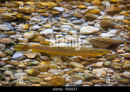 Bachforelle, Bachforelle, Bachforelle (Salmo Trutta Fario), Männchen auf dem Fisch Migration, Deutschland, Bayern Stockfoto