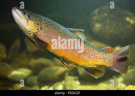 Forelle, Bachforelle, Bachforelle (Salmo Trutta Fario), Männlich, Deutschland, Bayern Stockfoto