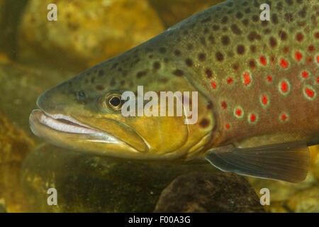 Forelle, Bachforelle, Bachforelle (Salmo Trutta Fario), Männlich, Porträt, Deutschland, Bayern Stockfoto