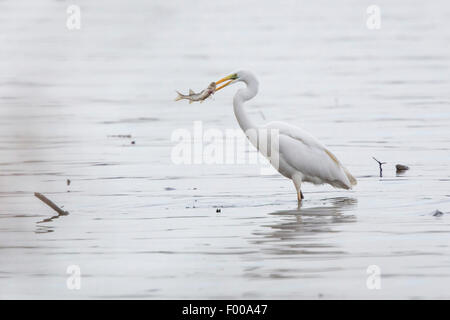 Silberreiher, Silberreiher (Egretta Alba, Casmerodius Albus, Ardea Alba), mit Gefangenen Hecht, Deutschland, Bayern, See Chiemsee Stockfoto