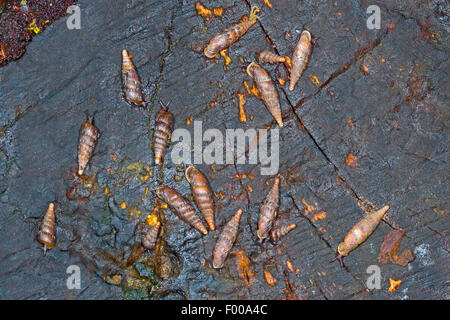 Gemeinsame Tür Schnecke, Thames Tür Schnecke, Tür 2-lippige Schnecke (Alinda Biplicata, Balea Biplicata, Laciniaria Biplicata), mehrere gemeinsame Tür Schnecken auf einem Stein, Deutschland Stockfoto