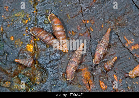 Gemeinsame Tür Schnecke, Thames Tür Schnecke, Tür 2-lippige Schnecke (Alinda Biplicata, Balea Biplicata, Laciniaria Biplicata), mehrere gemeinsame Tür Schnecken auf einem Stein, Deutschland Stockfoto