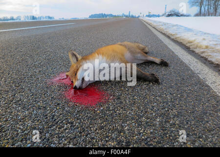 Rotfuchs (Vulpes Vulpes), tot auf der Straße, Roadkill, Deutschland, Bayern Stockfoto