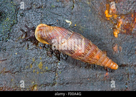 Gemeinsame Tür Schnecke, Thames Tür Schnecke, Tür 2-lippige Schnecke (Alinda Biplicata, Balea Biplicata, Laciniaria Biplicata), auf nassem Holz, Deutschland Stockfoto