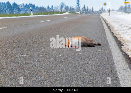 Rotfuchs (Vulpes Vulpes), tot auf der Straße, Roadkill, Deutschland, Bayern Stockfoto