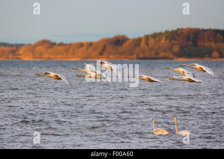 Singschwan (Cygnus Cygnus), strömen über wenige Schwimmen im Abendlicht, Deutschland, Bayern, See Chiemsee fliegen Stockfoto