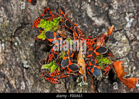 Boden-Bug, Lygaeid Bug (Tropidothorax Leucopterus), viele Imago auf eine kleine Pflanze, Deutschland Stockfoto