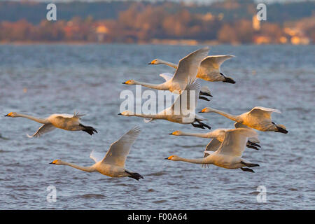 Singschwan (Cygnus Cygnus), Truppe einen Landeanflug im Abendlicht, Deutschland, Bayern, See Chiemsee Stockfoto