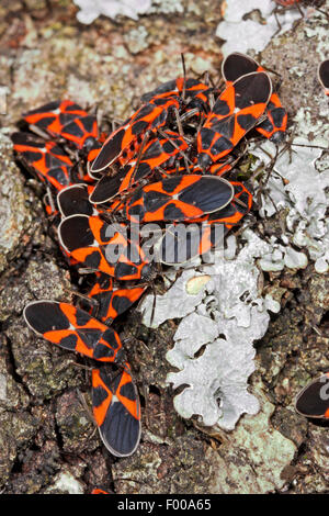 Boden-Bug, Lygaeid Bug (Tropidothorax Leucopterus), viele Imago auf Rinde, Deutschland Stockfoto