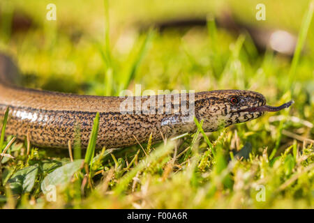 Europäischen langsam Wurm, Blindworm, Blindschleiche (geschiedenen Fragilis), stechen Zunge in und aus Deutschland, Bayern, Isental Stockfoto