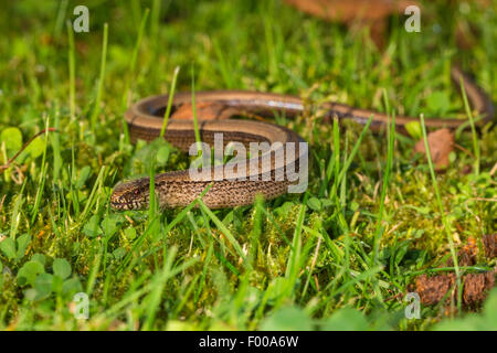 Europäische Blindschleiche, Blindworm Blindschleiche (geschiedenen Fragilis), kriechen in eine Wiese, Deutschland, Bayern, Isental Stockfoto