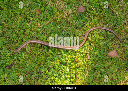 Europäische Blindschleiche, Blindworm Blindschleiche (geschiedenen Fragilis), kriechen in eine Wiese, Deutschland, Bayern, Isental Stockfoto