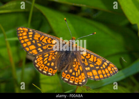 Marsh Fritillary (Etikett Aurinia, Eurodryas Aurinia, Melitaea Aurinia), auf einem Blatt, Deutschland Stockfoto