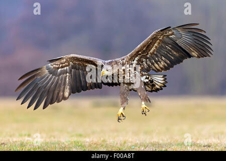 Meer Seeadler (Haliaeetus Horste), landen auf einer Wiese, Schweiz, Wallis Stockfoto