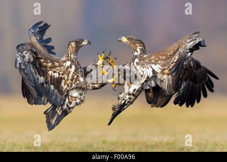 Meer Seeadler (Haliaeetus Horste), zwei Meer Seeadler kämpfen in einer Wiese, Schweiz, Wallis Stockfoto