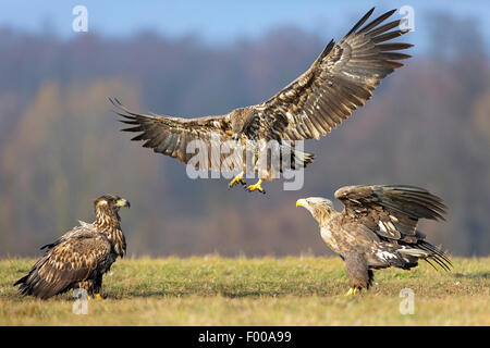 Meer Seeadler (Haliaeetus Horste), drei Meer Seeadler widersprüchliche auf einer Wiese, Schweiz, Wallis Stockfoto