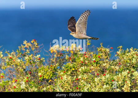 nördlichen Sperbereule (Surnia Ulula), im Flug über ein Hund rose, Seitenansicht, Schweiz, Wallis Stockfoto