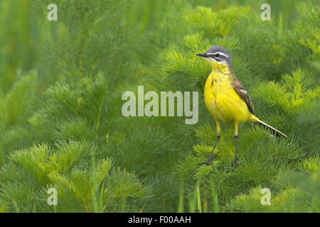 Schafstelze (Motacilla Flava), sitzt in einem Strauch, Deutschland, Baden-Württemberg Stockfoto