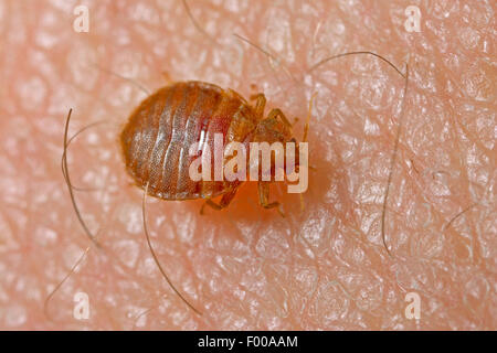 Wanze, gemeinsame Wanze, Wand-Laus (Cimex Lectularius), auf der menschlichen Haut, Deutschland Stockfoto