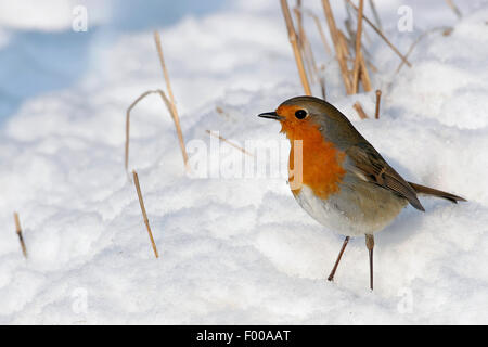 Rotkehlchen (Erithacus Rubecula), suchen Nahrung im Schnee, Schweiz, Wallis Stockfoto