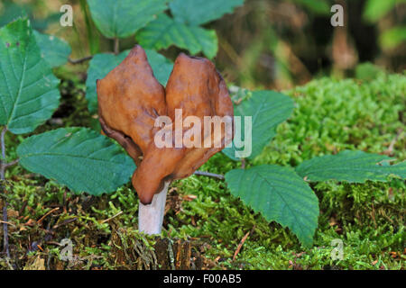 Hooded false Morel, Elfin Saddle Pouched False Morel (montanen Inful, Physomitra Inful), Fruchtkörper in Moos auf Waldboden, Deutschland Stockfoto