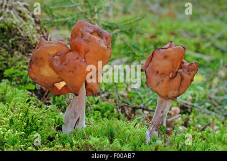 Hooded false Morel, Elfin Saddle Pouched False Morel (montanen Inful, Physomitra Inful), zwei Fruchtkörper in Moos auf Waldboden, Deutschland Stockfoto