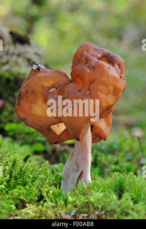 Hooded false Morel, Elfin Saddle Pouched False Morel (montanen Inful, Physomitra Inful), Fruchtkörper in Moos auf Waldboden, Deutschland Stockfoto