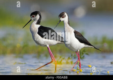 Stelzenläufer (Himantopus Himantopus), zwei Stelzenläufer zusammen spazieren, im flachen Wasser, Frankreich Stockfoto