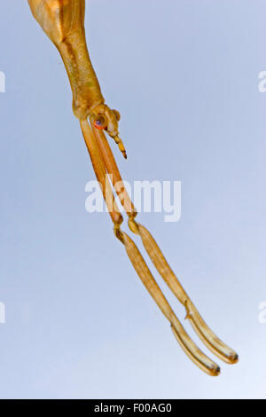 Wasser, Stabheuschrecke, Long-bodied Wasser Scorpion, Nadel-Bug (Ranatra Linearis), Porträt, Deutschland Stockfoto