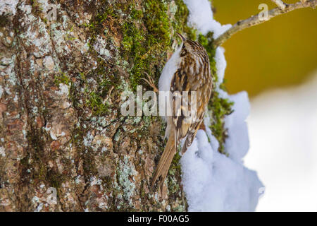 gemeinsamen Waldbaumläufer (Certhia Familiaris), Suche Essen in eine Eiche im Winter, Deutschland, Bayern Stockfoto