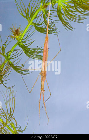 Wasser Stabheuschrecke, Long-bodied Wasser Scorpion, Nadel-Bug (Ranatra Linearis), hängt an einer Wasserpflanze, Deutschland Stockfoto