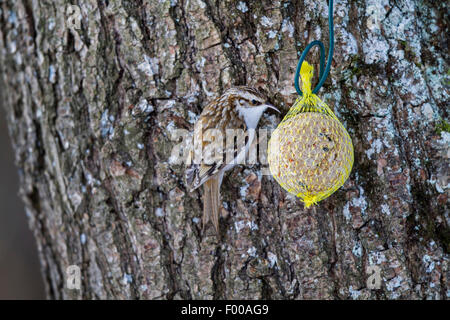 gemeinsamen Waldbaumläufer (Certhia Familiaris), Essen auf einem dicken Ball, Deutschland, Bayern Stockfoto