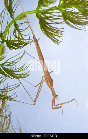 Wasser Stabheuschrecke, Long-bodied Wasser Scorpion, Nadel-Bug (Ranatra Linearis), hängt an einer Wasserpflanze, Deutschland Stockfoto